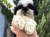 Erkek Shihtzu Bebeğim