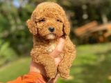 Özel Renk Red Poodle Bebeği̇mi̇