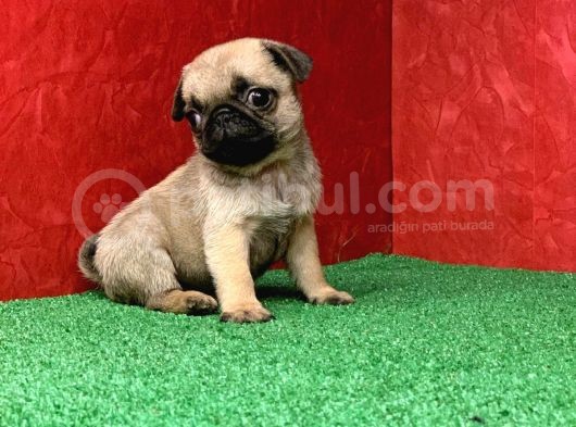 Türki̇ye Ni̇n En Muhteşem Di̇şi̇ Ve Erkek Pug Yavrulari görsel