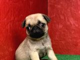 Türki̇ye Ni̇n En Muhteşem Di̇şi̇ Ve Erkek Pug Yavrulari
