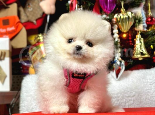 Safkan Teddy Face Pomeranian Yavrular görsel