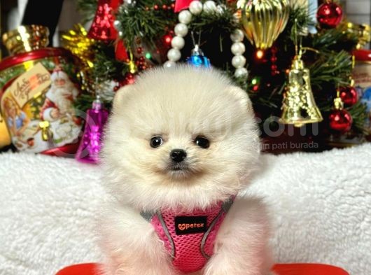 Safkan Teddy Face Pomeranian Yavrular