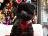 Safkan Teddy Face Pomeranian Yavrular