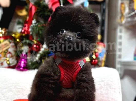 Safkan Teddy Face Pomeranian Yavrular görsel