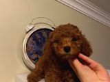 Aşılı Pasaportlu ToyPoodle Bebekler