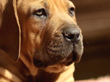 Sağlik Ve Irk Garanti̇li̇ Boerboel Yavrularımız