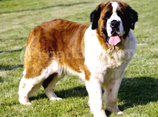 Uzun Tüylü Saint Bernard Erkek Dişi