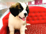 Uzun Tüylü Saint Bernard Erkek Dişi