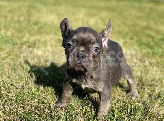 Dna Belgeli Yavrularımız French Bulldog görsel