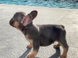 Dna Belgeli Yavrularımız French Bulldog