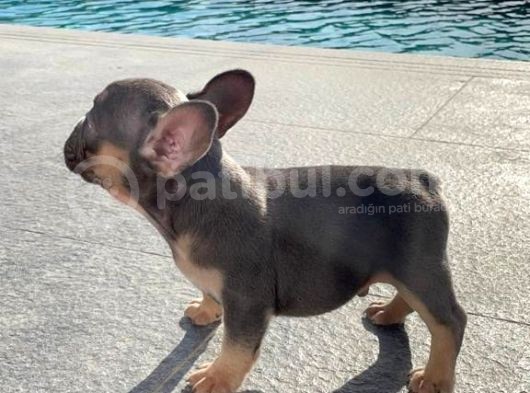 Dna Belgeli Yavrularımız French Bulldog görsel