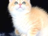 A Kalite Bri̇ti̇sh Shorthai̇r Golden  Yavrular