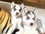 Husky Si̇bi̇rya Kurdu Bebekler