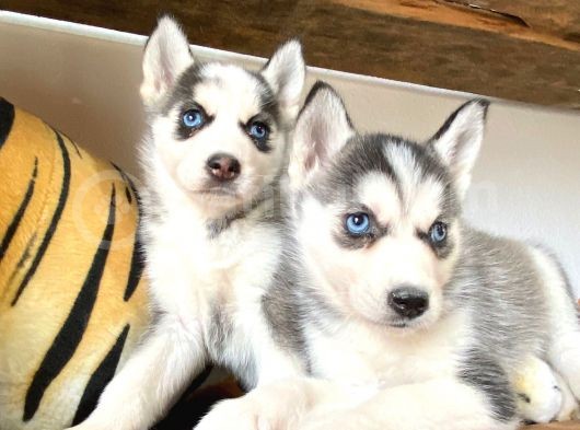 Husky Si̇bi̇rya Kurdu Bebekler görsel