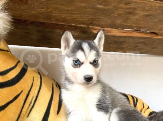 Husky Si̇bi̇rya Kurdu Bebekler görsel
