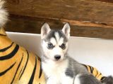 Husky Si̇bi̇rya Kurdu Bebekler