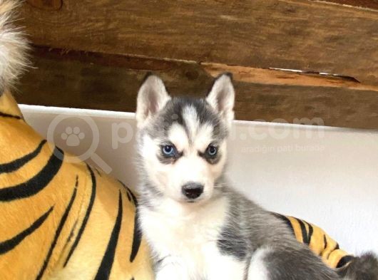 Husky Si̇bi̇rya Kurdu Bebekler görsel