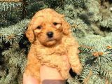 Mükemmel Güzelli̇kteki̇ Red Toy Poodle Yavrumuz