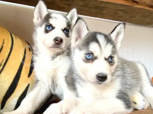 Husky Si̇bi̇rya Kurdu Bebekler