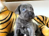 Cane Corso Blue Bebekler