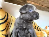 Cane Corso Blue Bebekler