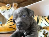 Cane Corso Blue Bebekler
