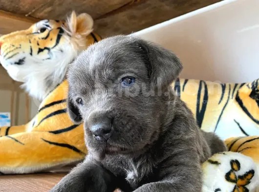 Cane Corso Blue Bebekler görsel