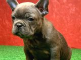 Erkek Güzeli̇ French Bulldog Blue Yavrularimiz