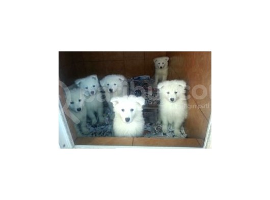 Burkem Den Samoyed Yavrular
