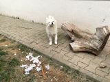 3 Aylık Tüm Aşıları Yapıldı Sadece Çip Takılıcak Safkan Dişi Yavru
