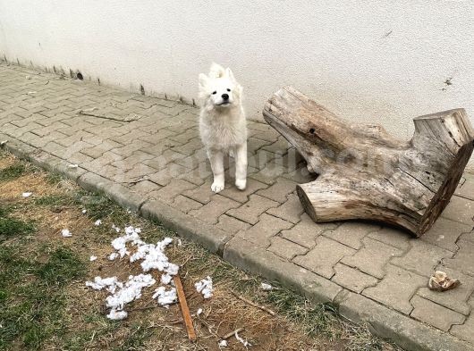 3 Aylık Tüm Aşıları Yapıldı Sadece Çip Takılıcak Safkan Dişi Yavru görsel