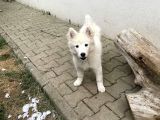 3 Aylık Tüm Aşıları Yapıldı Sadece Çip Takılıcak Safkan Dişi Yavru
