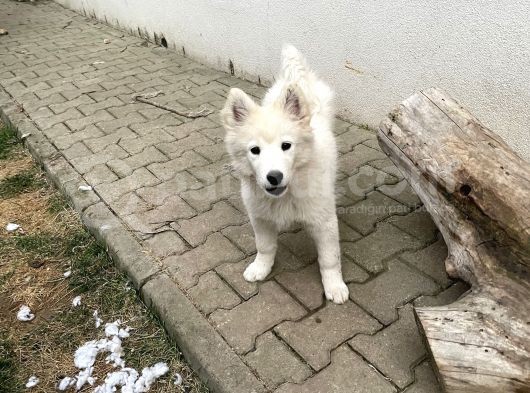 3 Aylık Tüm Aşıları Yapıldı Sadece Çip Takılıcak Safkan Dişi Yavru görsel