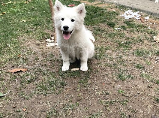3 Aylık Tüm Aşıları Yapıldı Sadece Çip Takılıcak Safkan Dişi Yavru görsel