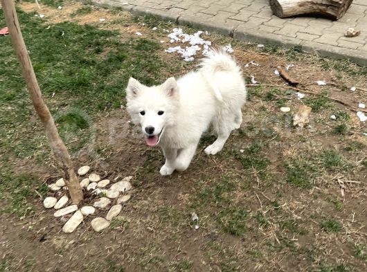 3 Aylık Tüm Aşıları Yapıldı Sadece Çip Takılıcak Safkan Dişi Yavru görsel