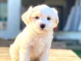 Maltese Di̇şi̇ Erkek Teacup Sifir Numara Bebekler