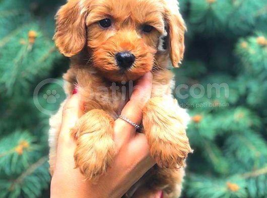 Red Teacup Malti̇po Erkek görsel