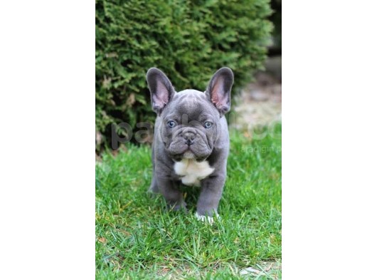 Blue French Bulldog Mavi̇ Gözlü Bebeği̇mi̇z