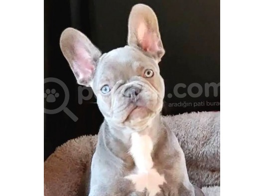 Blue French Bulldog Mavi̇ Gözlü Bebeği̇mi̇z görsel