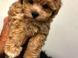 Maltipoo Tüy Dökmez Orjinal Jenerasyon Gerçek Garantili Büyümez