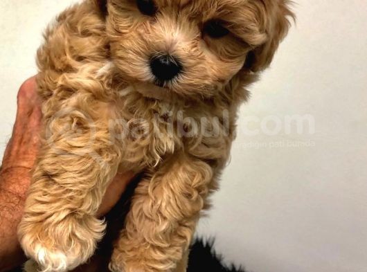 Maltipoo Tüy Dökmez Orjinal Jenerasyon Gerçek Garantili Büyümez görsel