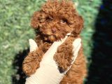 Ruhsatli Ciftligimizden Toy Poodle Bebekler