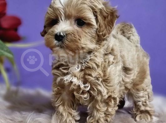 Dizayn Irk Sevimli Maltipoo Yavrular görsel
