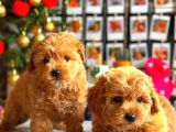 Poodle Ayarinda Malti̇po Bebekler Üst Kali̇te