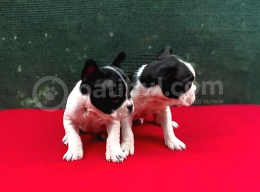 A+ Kali̇te French Bulldog Yavrular görsel