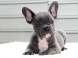 Blue French Bulldog Mavi̇ Gözlü Bebeği̇mi̇z
