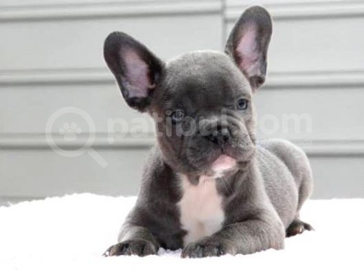Blue French Bulldog Mavi̇ Gözlü Bebeği̇mi̇z görsel