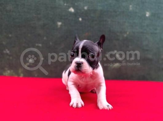 A+ Kali̇te French Bulldog Yavrular