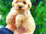 Malti̇po Teacup Üst Kali̇te Bebekler