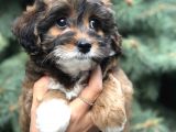 Three Color Maltıpoo